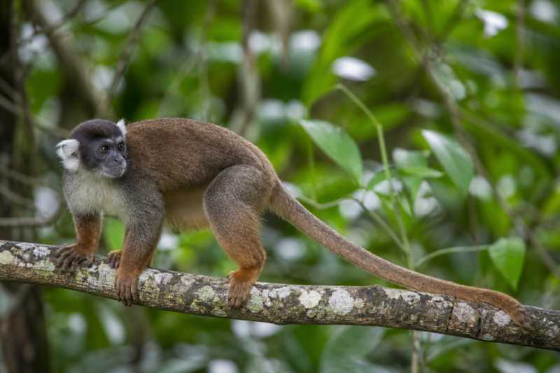 Image of a White-eared Titi in its natural habitat