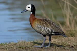 Image of a White-faced Whistling Duck in its natural habitat