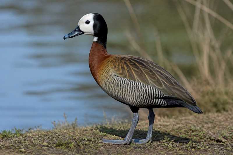 Image of a White-faced Whistling Duck in its natural habitat