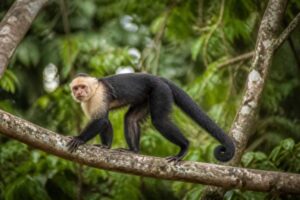 Image of a White-fronted Capuchin in its natural habitat