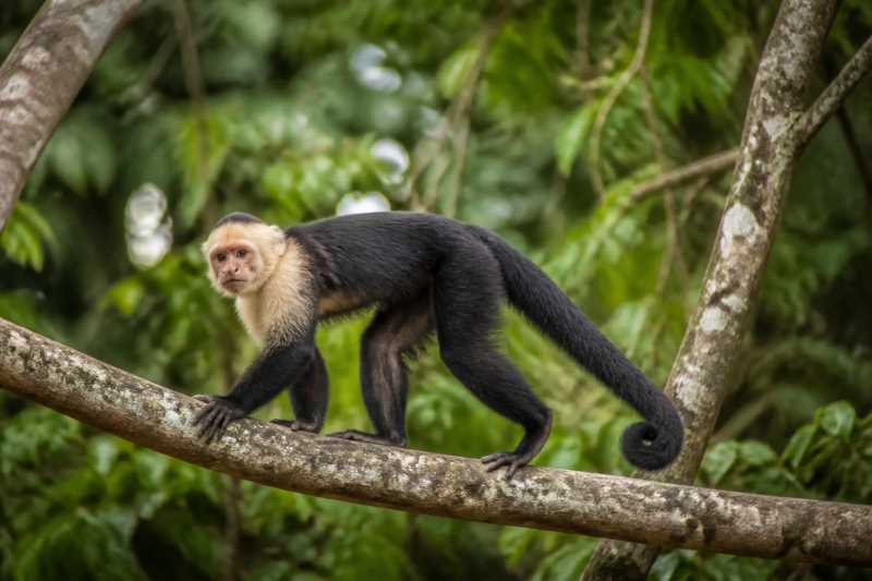 Image of a White-fronted Capuchin in its natural habitat
