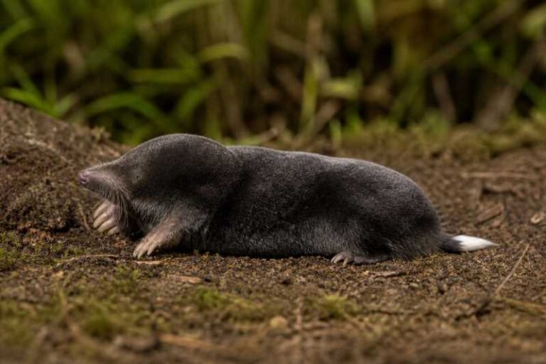 Image of a White-tailed Mole in its natural habitat