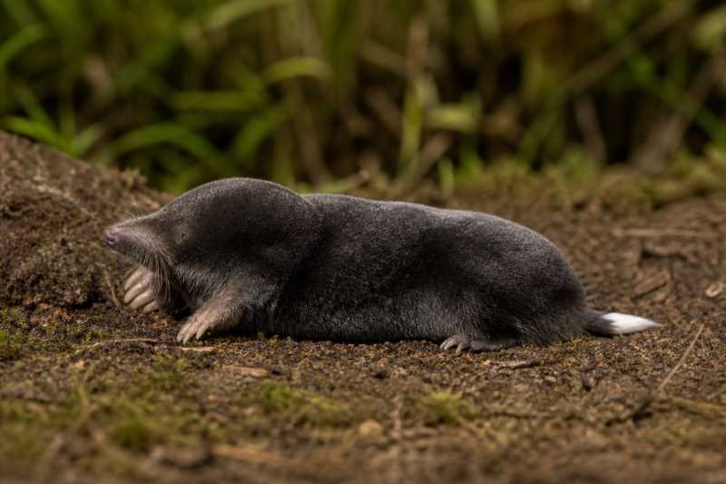 Image of a White-tailed Mole in its natural habitat