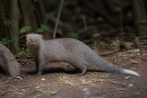 Image of a White-tailed Mongoose in its natural habitat
