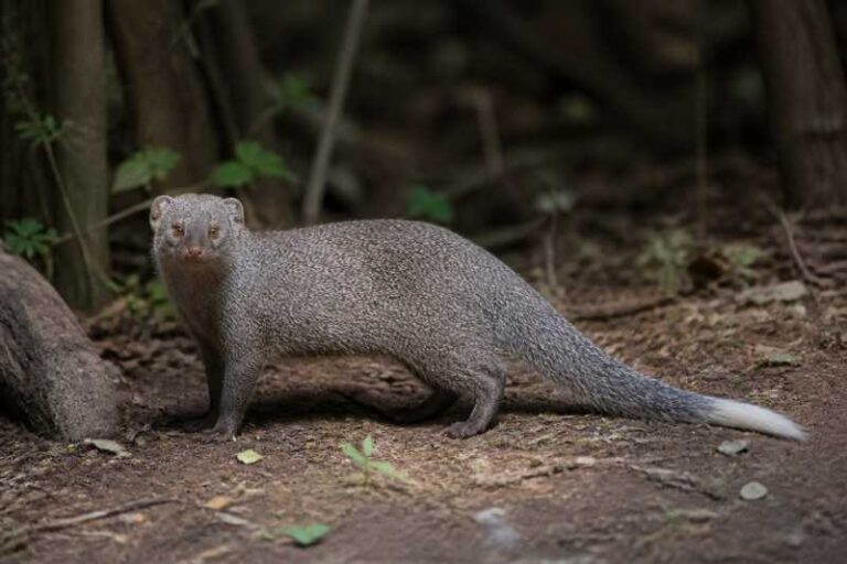 Image of a White-tailed Mongoose in its natural habitat