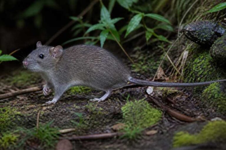 Image of a White-throated Montane Forest Rat in its natural habitat