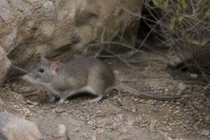 Image of a White-toothed Woodrat in its natural habitat