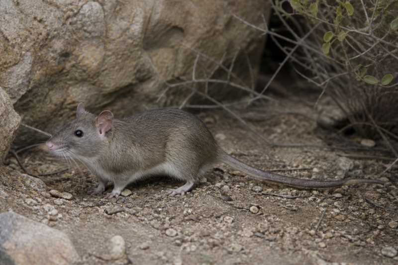 Image of a White-toothed Woodrat in its natural habitat