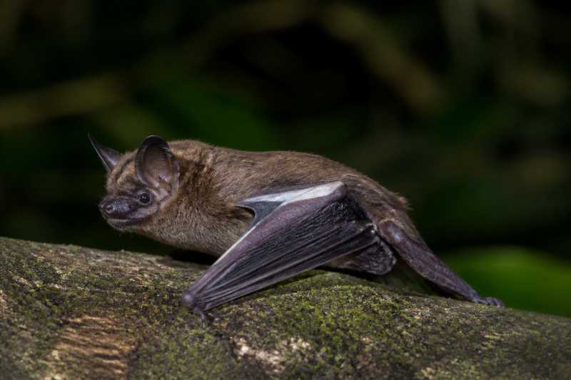 Image of a White-winged Serotine in its natural habitat