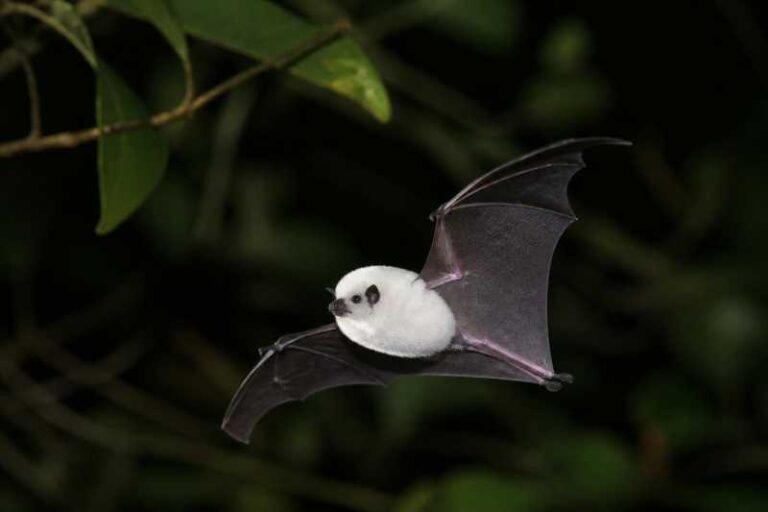 Image of a Whitehead's Woolly Bat in its natural habitat