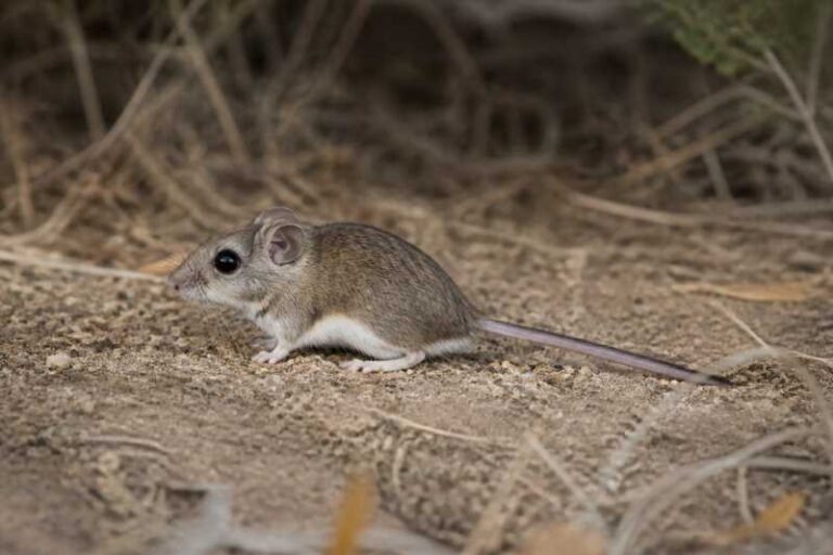 Image of a Wide-rostrum Deermouse in its natural habitat