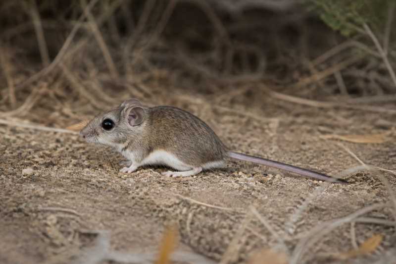 Image of a Wide-rostrum Deermouse in its natural habitat