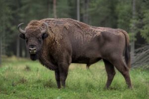 Image of a Wisent in its natural habitat