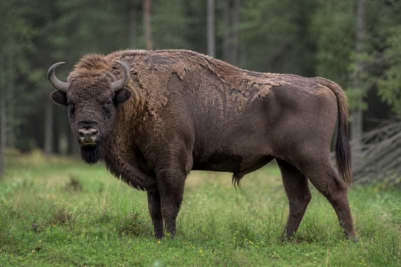 Image of a Wisent in its natural habitat