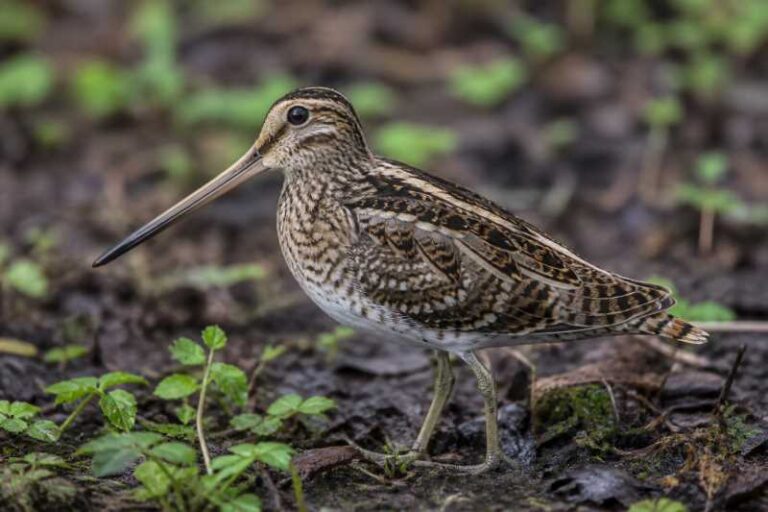 Image of a Wood Snipe in its natural habitat