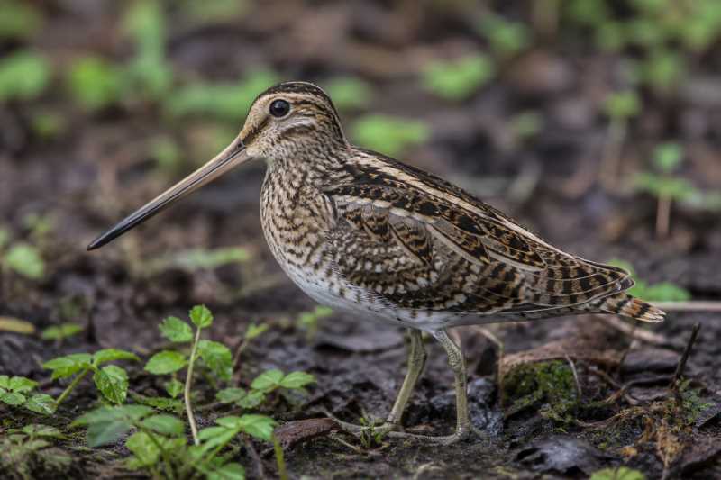 Image of a Wood Snipe in its natural habitat