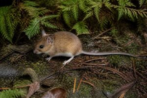 Image of a Woodland Oldfield Mouse in its natural habitat