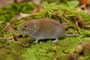 Image of a Woodland Vole in its natural habitat