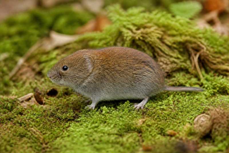 Image of a Woodland Vole in its natural habitat