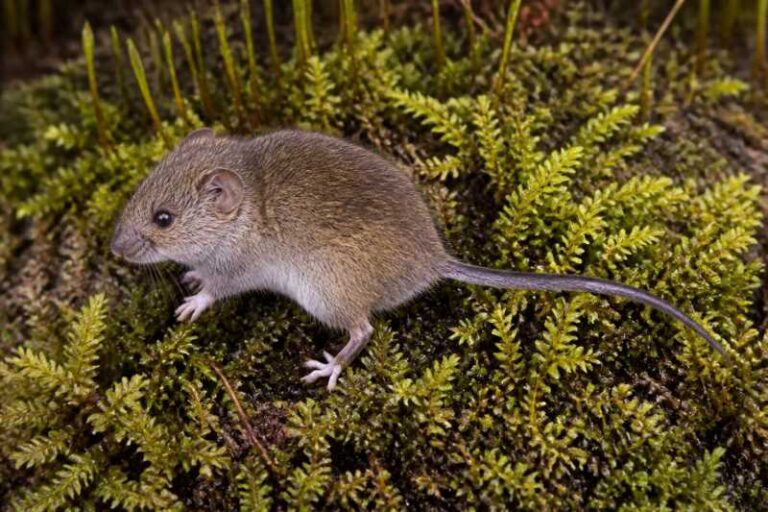 Image of a Woolley's Moss Mouse in its natural habitat