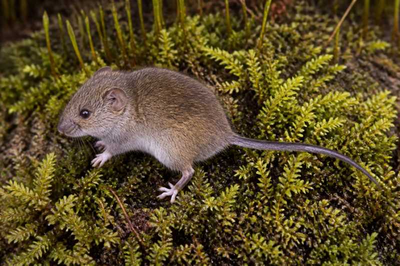 Image of a Woolley's Moss Mouse in its natural habitat