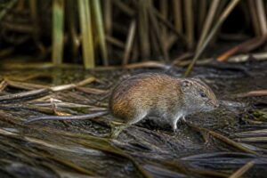 Image of a Xochimilco Marsh Rice Rat in its natural habitat