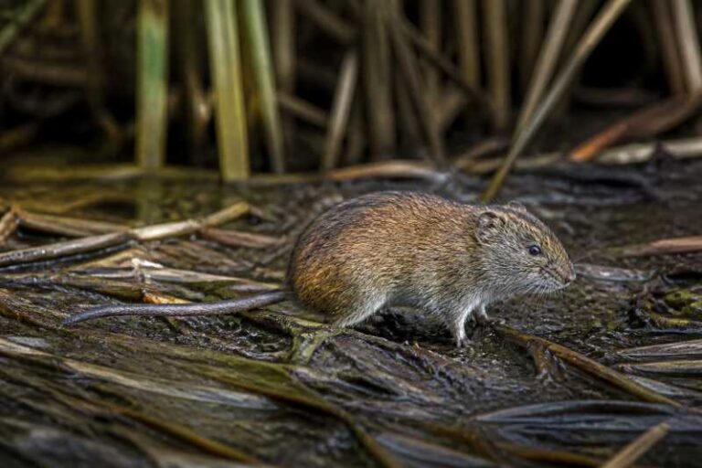 Image of a Xochimilco Marsh Rice Rat in its natural habitat