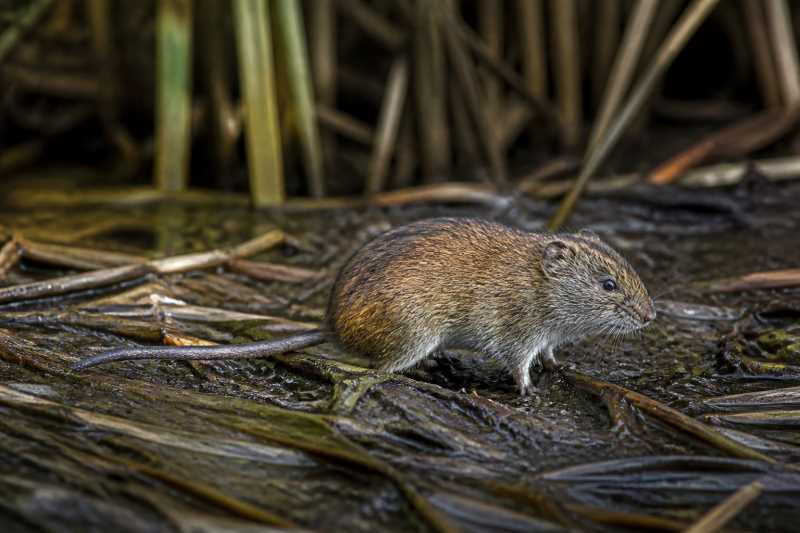 Image of a Xochimilco Marsh Rice Rat in its natural habitat