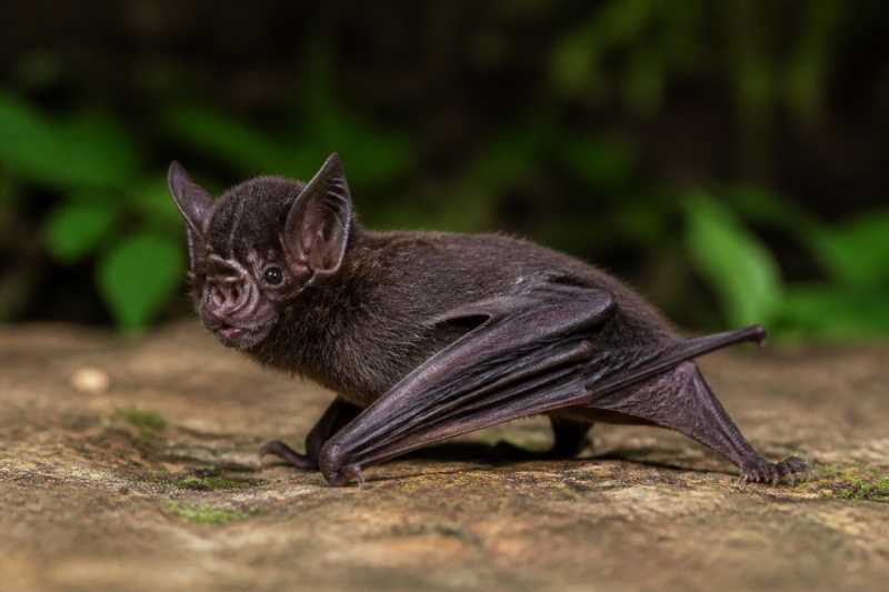 Image of a Yadong Tube-nosed Bat in its natural habitat