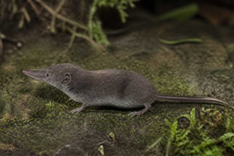 Image of a Yalden's White-toothed Shrew in its natural habitat