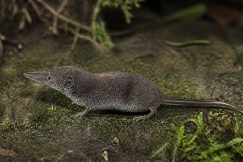 Image of a Yalden's White-toothed Shrew in its natural habitat