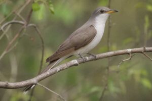 Image of a Yellow-billed Cuckoo in its natural habitat