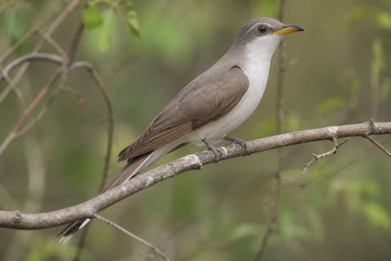 Image of a Yellow-billed Cuckoo in its natural habitat