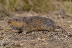 Image of a Yellow-faced Pocket Gopher in its natural habitat