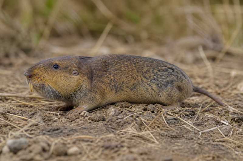 Image of a Yellow-faced Pocket Gopher in its natural habitat