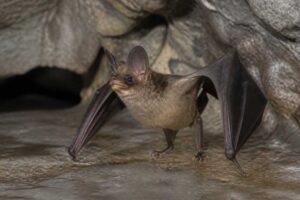 Image of a Yellow-lipped Cave Bat in its natural habitat