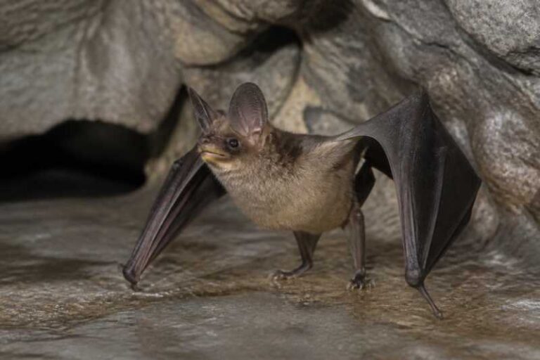 Image of a Yellow-lipped Cave Bat in its natural habitat