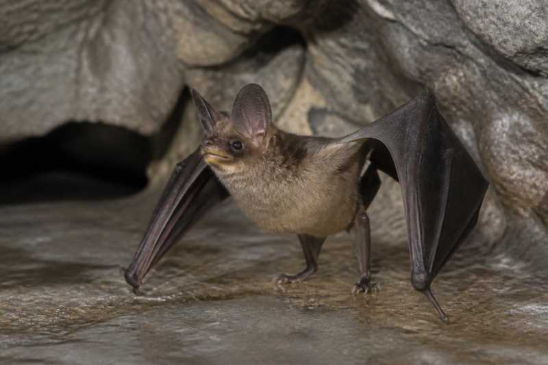 Image of a Yellow-lipped Cave Bat in its natural habitat