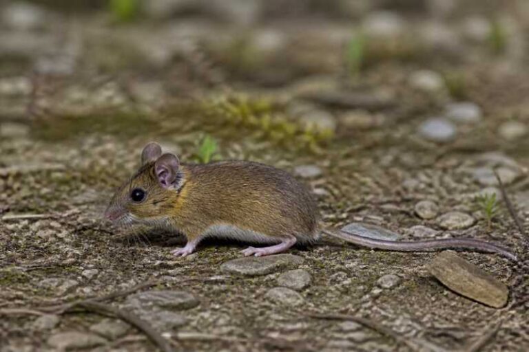 Image of a Yellow-necked Field Mouse in its natural habitat