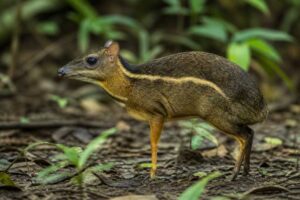 Image of a Yellow-striped Chevrotain in its natural habitat