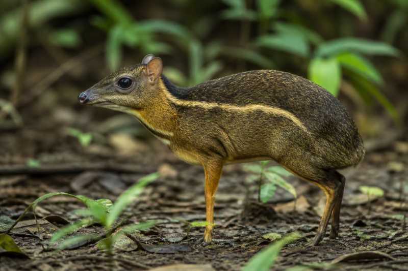 Image of a Yellow-striped Chevrotain in its natural habitat