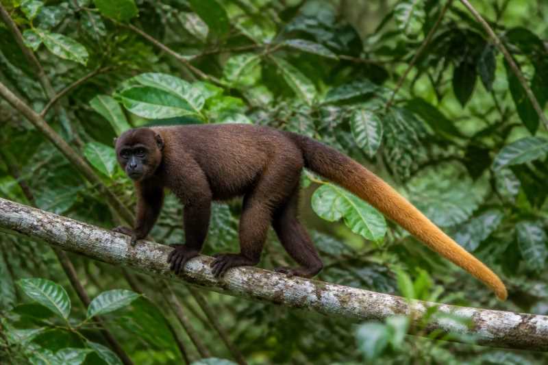 Image of a Yellow-tailed Woolly Monkey in its natural habitat