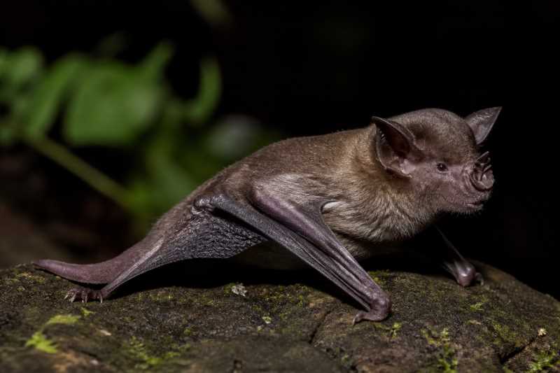 Image of a Yuanyang Tube-nosed Bat in its natural habitat