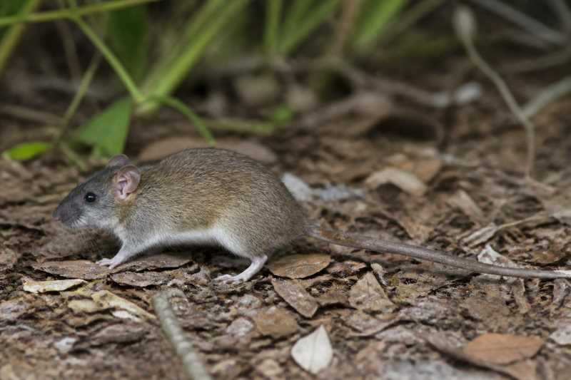 Image of a Yucatán Vesper Rat in its natural habitat