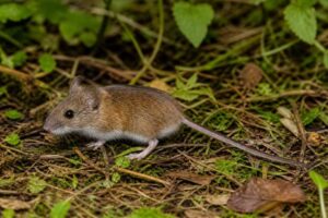 Image of a Yungas Grass Mouse in its natural habitat