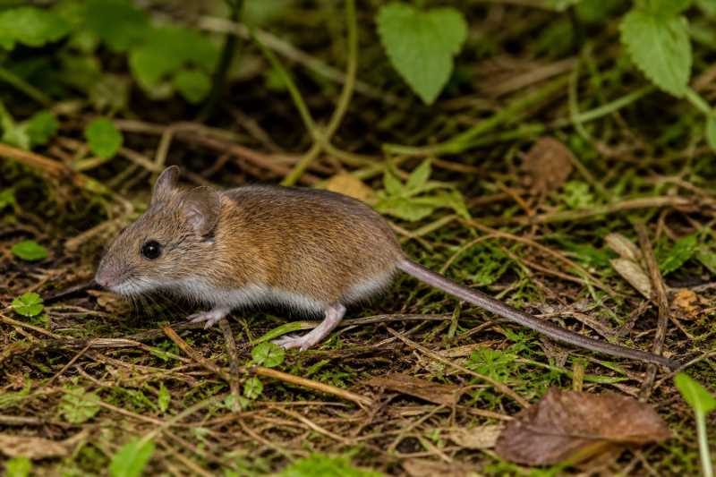 Image of a Yungas Grass Mouse in its natural habitat