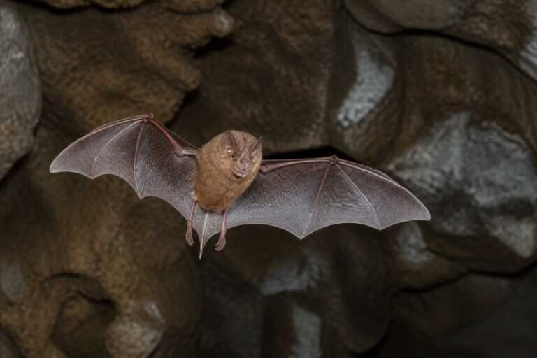 Image of a Yunnan Rufous Horseshoe Bat in its natural habitat