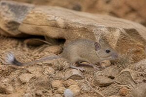 Image of a Zagros Mountains Brush-tailed Mouse in its natural habitat