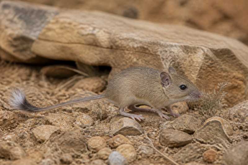 Image of a Zagros Mountains Brush-tailed Mouse in its natural habitat