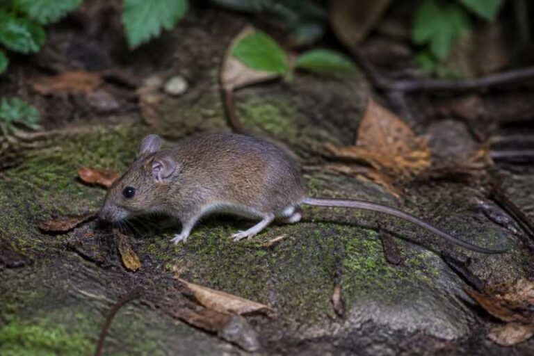 Image of a Zambales Forest Mouse in its natural habitat